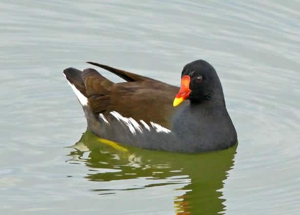 動物図鑑・バン
